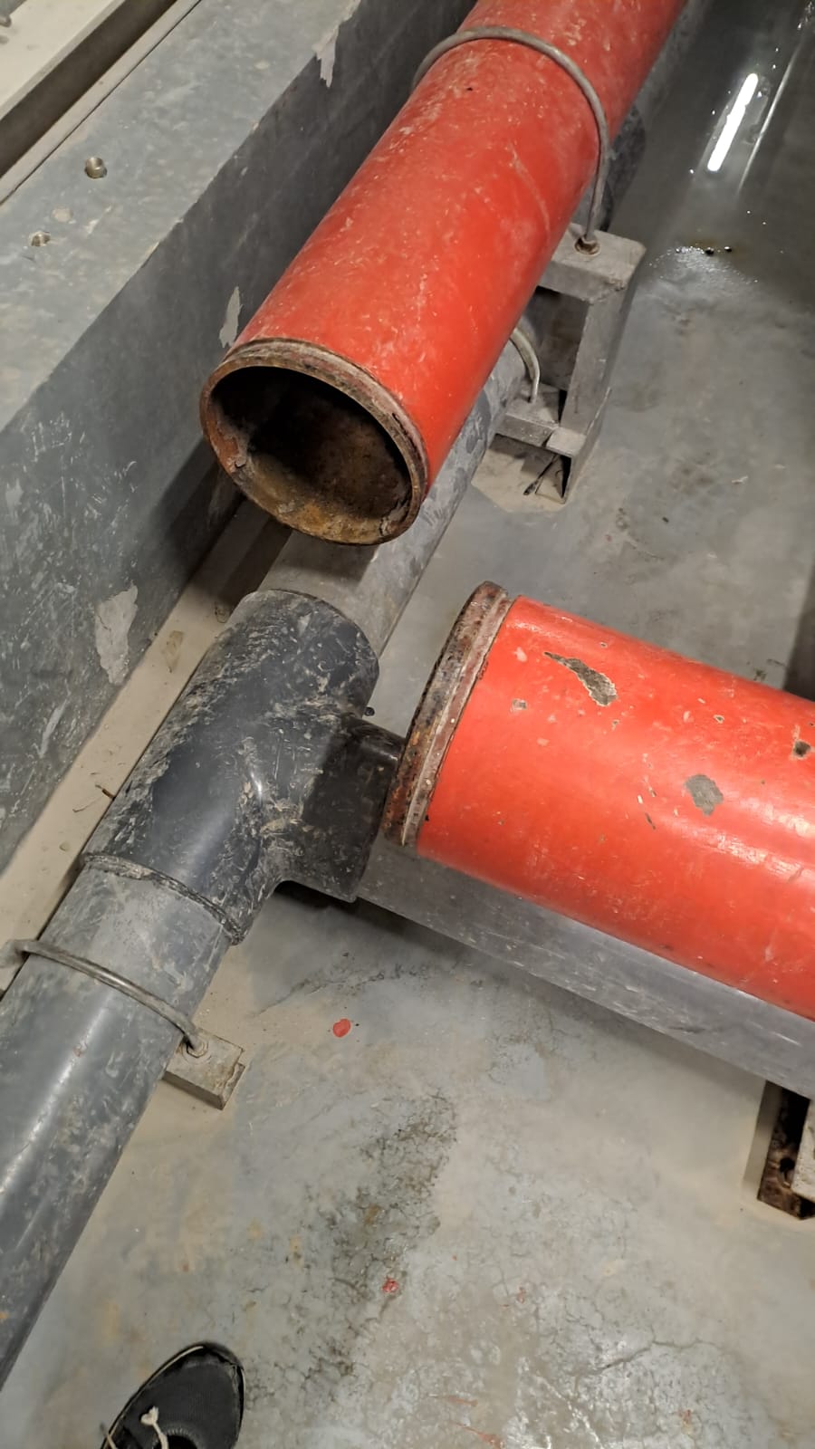 Novaroots Project 31